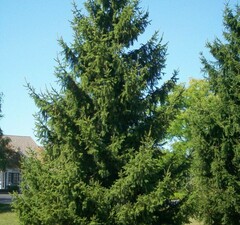 Ель зеленая