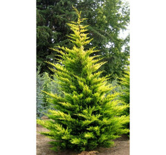 Кипарис Лейланда «Gold Rider» 