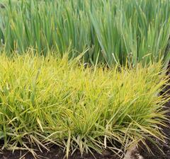 Лисохвост луговой "Ауреовариегатус"