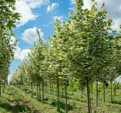 Клен остролистный 'Drummondii'