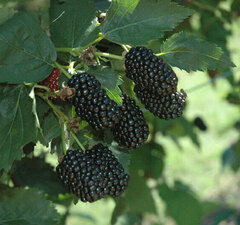 Ежевика 'Prime Ark Freedom'