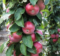 Яблоня колоновидная "Валюта"