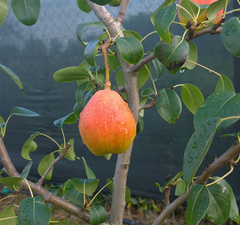 Груша "Академическая" 
