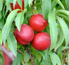 Персик колоновидный "Рубис"