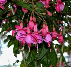 Фуксия 