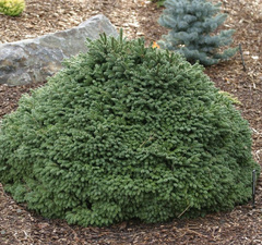 Ель обыкновенная 'Maxwili' 