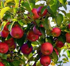 Яблоня "Вишневое"