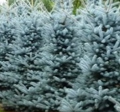 Ель колючая 'Schovenhorst' 