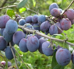 Слива "Дар Орла"