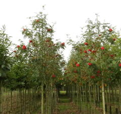 Рябина обыкновенная 'Edulis'