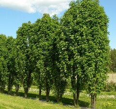 Береза обыкновенная 'Fastigiata' 