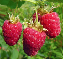 Малина "Награда"