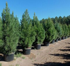 Сосна эльдарская