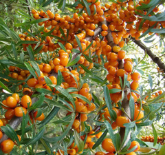 Облепиха "Гном"