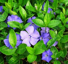 Барвинок малый голубой 