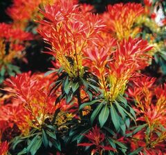 Пиерис японский 'Forest Flame' 