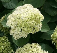 Гортензия древовидная 'Lime Rickey'