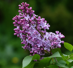 Сирень обыкновенная 'Huntegri'