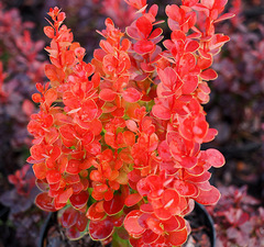 Барбарис тунберга 'Vulcano'