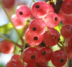 Смородина розовая "Розовый жемчуг"