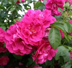 Роза канадская