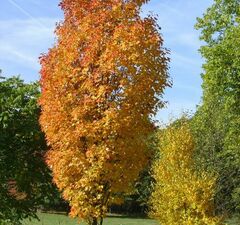 Клен красный 'Scanlon' 