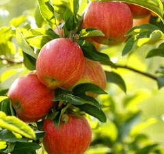 Яблоня "Штрейфлинг" удал