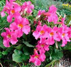 Инкарвиллея делавея 