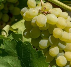 Виноград плодовый "Аркадия-Настя"
