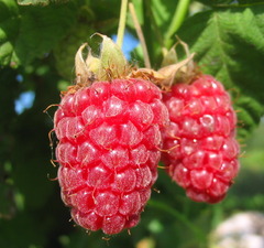 Малина ремонтантная "Геракл"