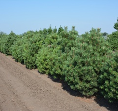 Сосна горная 'Columnaris'