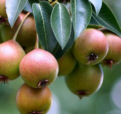 Груша "Уссурийская"