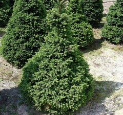 Ель обыкновенная 'Will's Zwerg' 