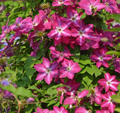 Клематис крупноцветковый 'Viva Polonia'