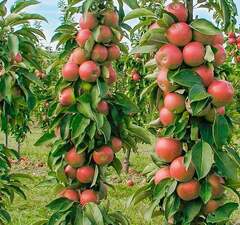 Яблоня колоновидная "Стрела"