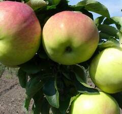 Яблоня "Мартовское"