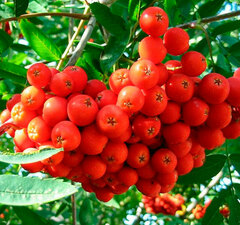 Рябина "Невежинская сахарная"