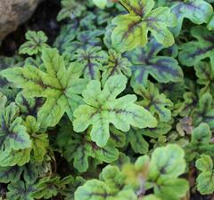 Тиарелла сердцелистная 'Happy Trails'