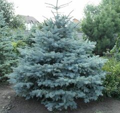 Ель колючая 'Marci'