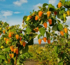 Малина "Оранжевое чудо"