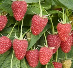 Малина "Каскад"