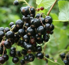 Смородина черная "Нестер Козин"