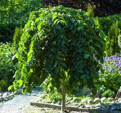 Вяз шершавый 'Pendula' 