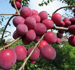 Слива "Кубанская комета" 