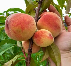 Персик "Елгавский"