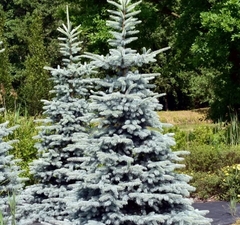 Ель колючая 'Hoto' 