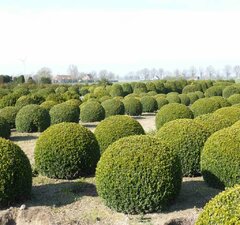 Ива шаровидная 