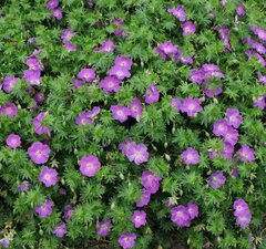 Герань кровяно-красная 'Vision Violet'