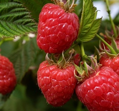 Малина "Журавлик"