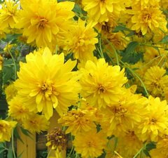 Рудбекия рассеченная